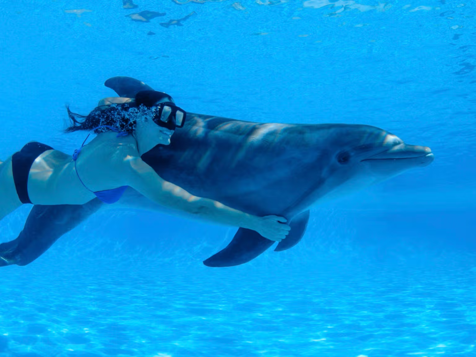 Cabo Dolphin Swim Signature