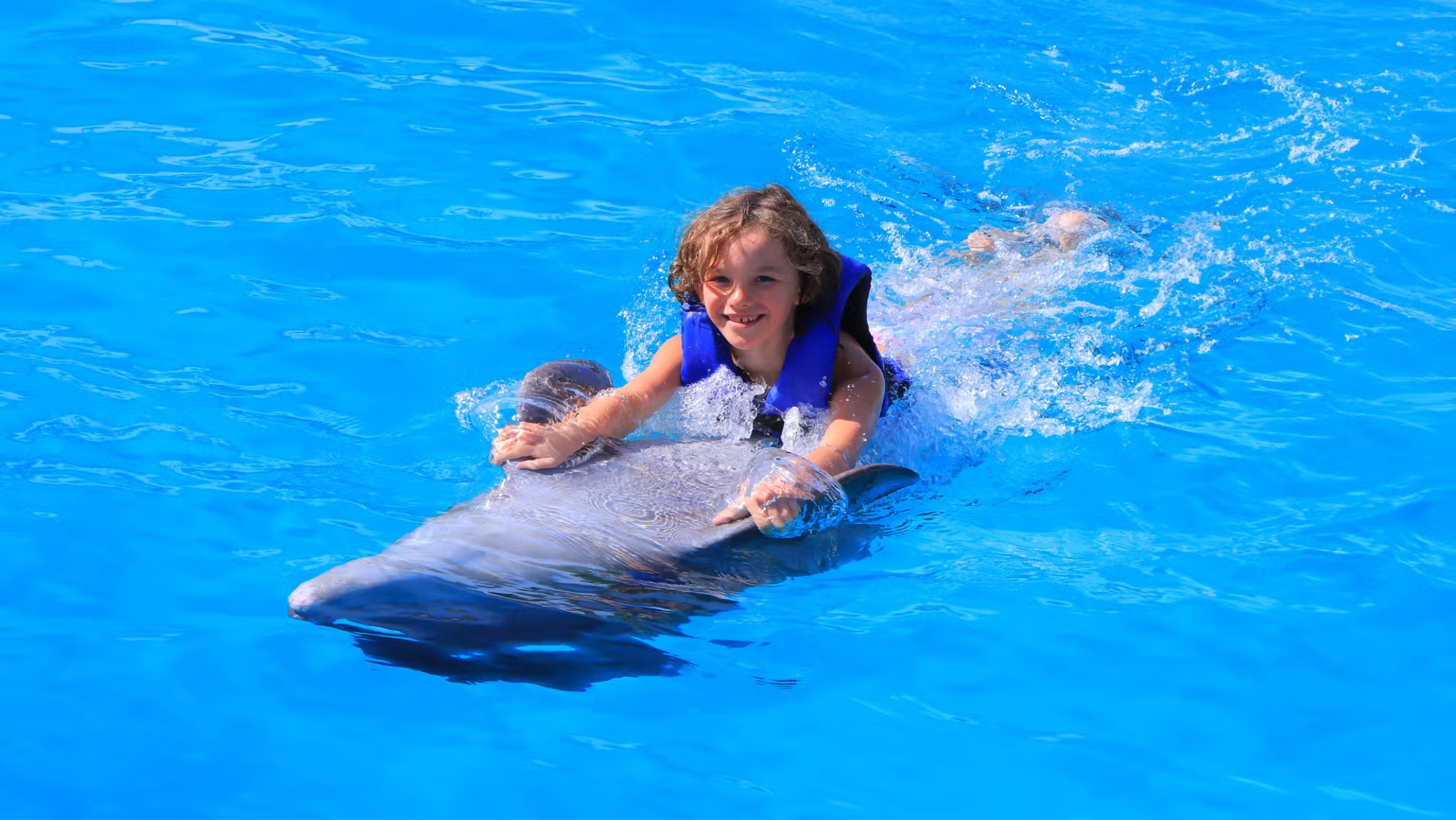 Cabo Dolphin Experience