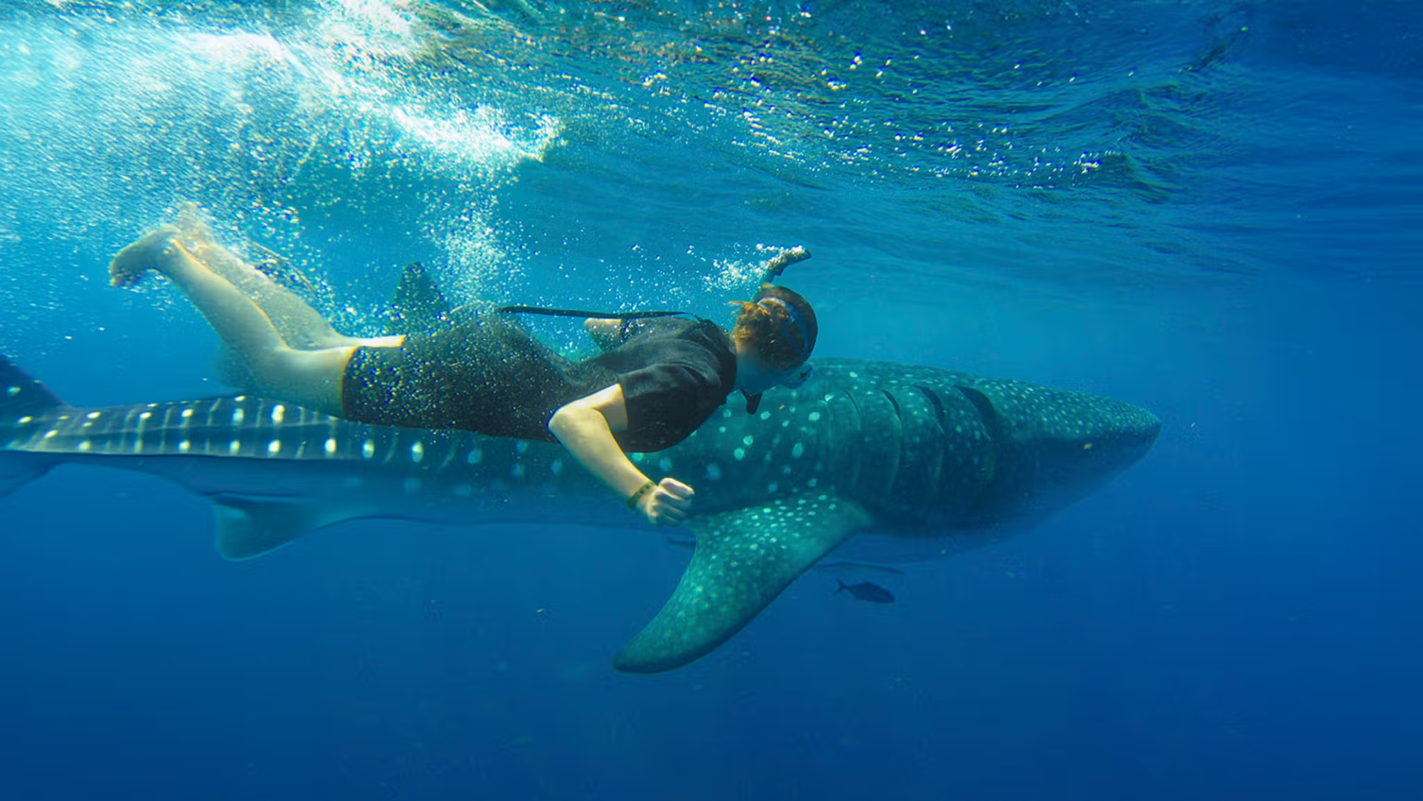 Swim with Whale Sharks in Cabo
