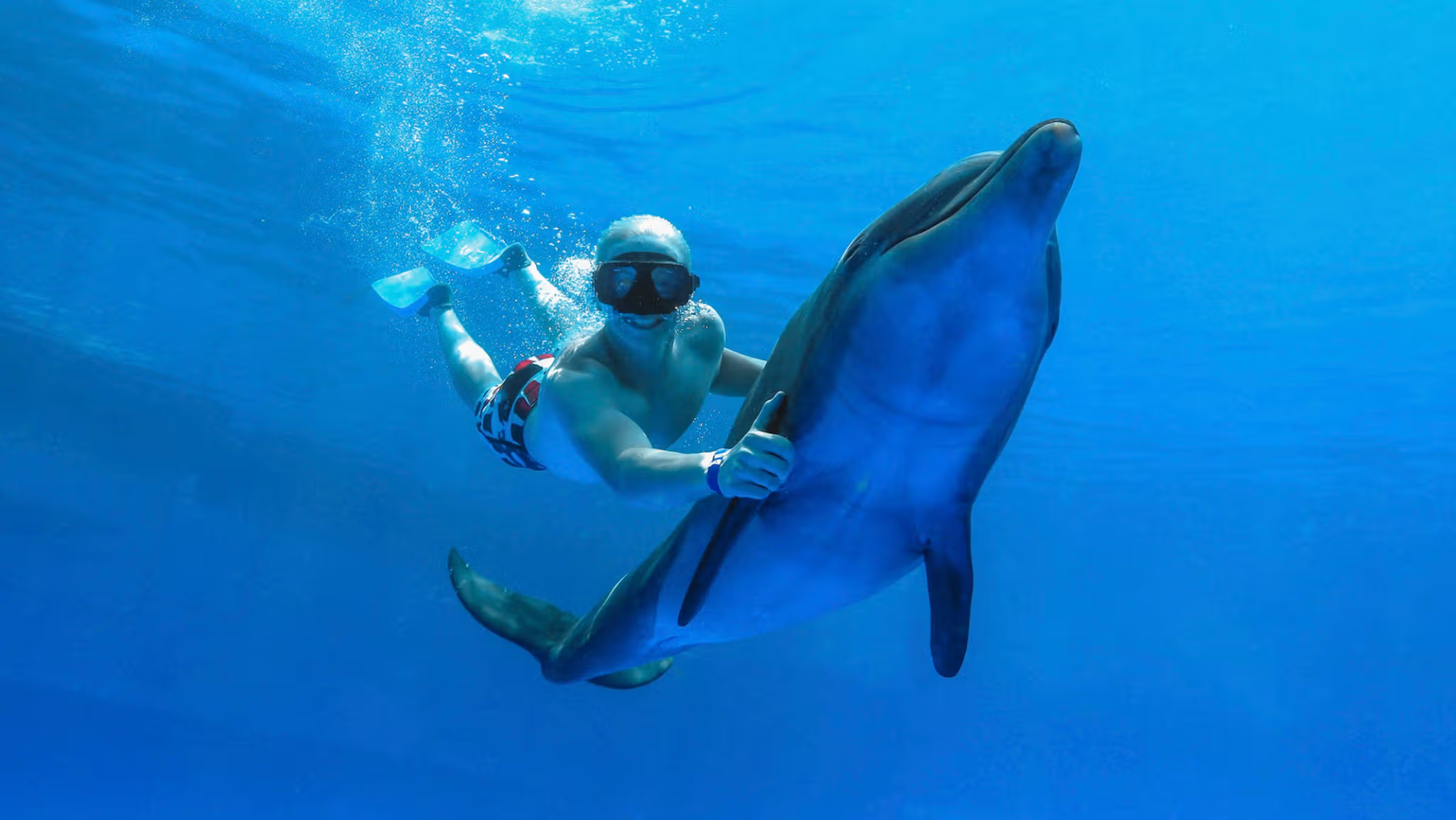 Cabo Swim with Dolphins Premium