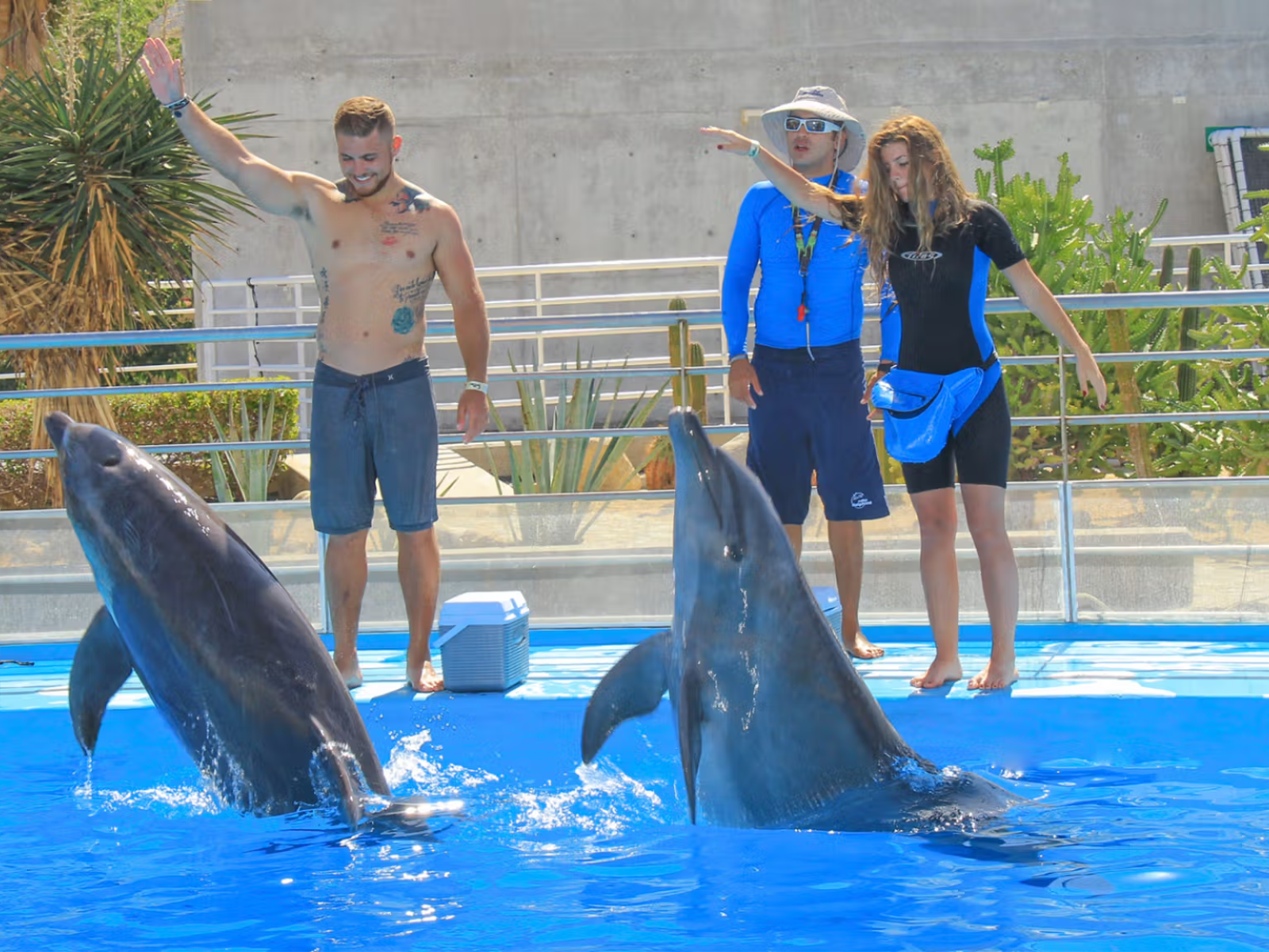 Dolphin Trainer for a Day