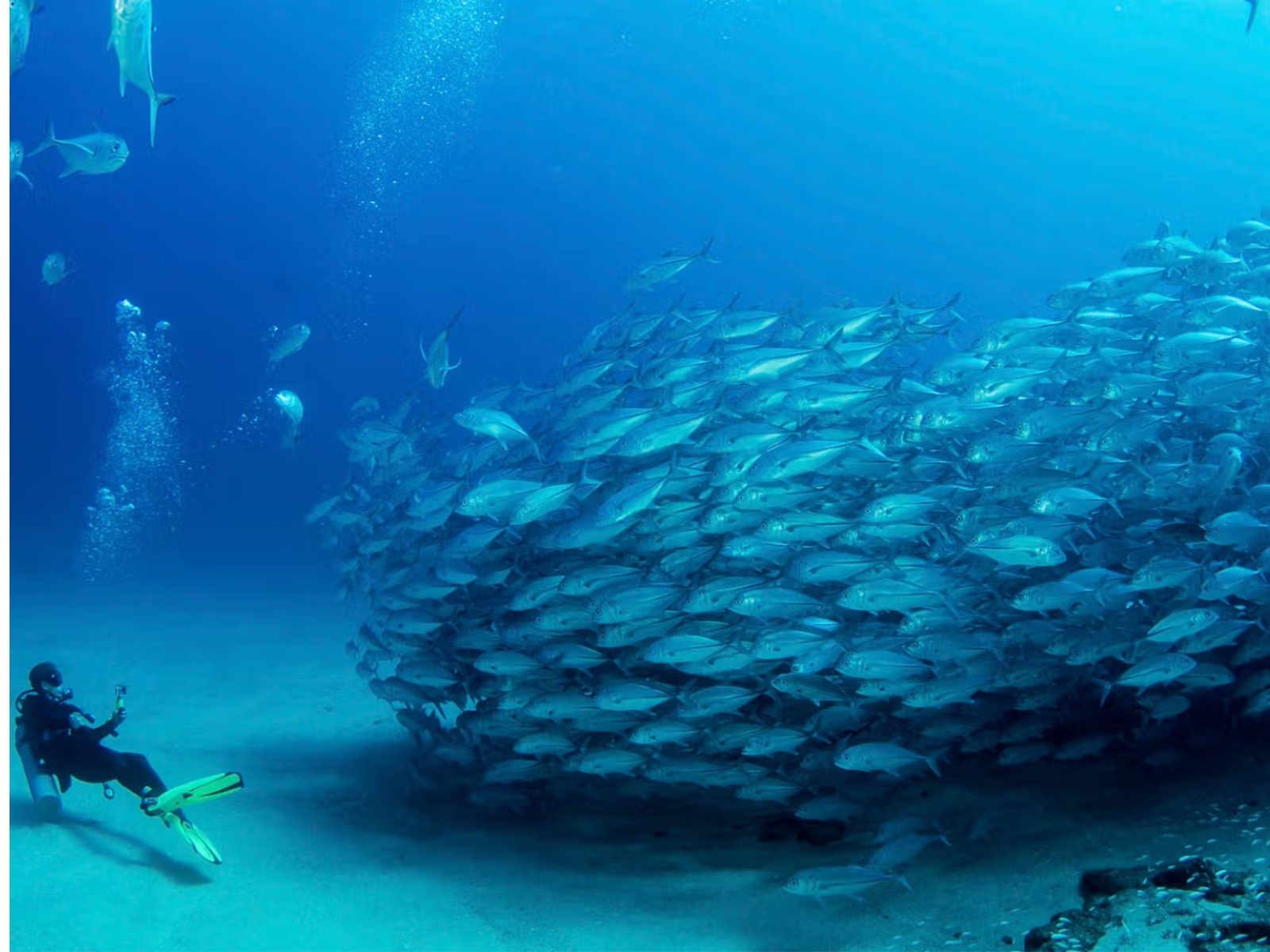 Cabo Pulmo Diving Tour