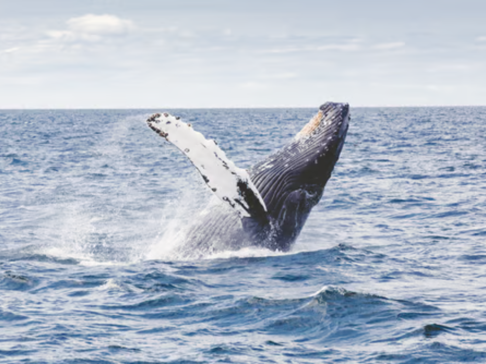 Wonderful Whale Watching