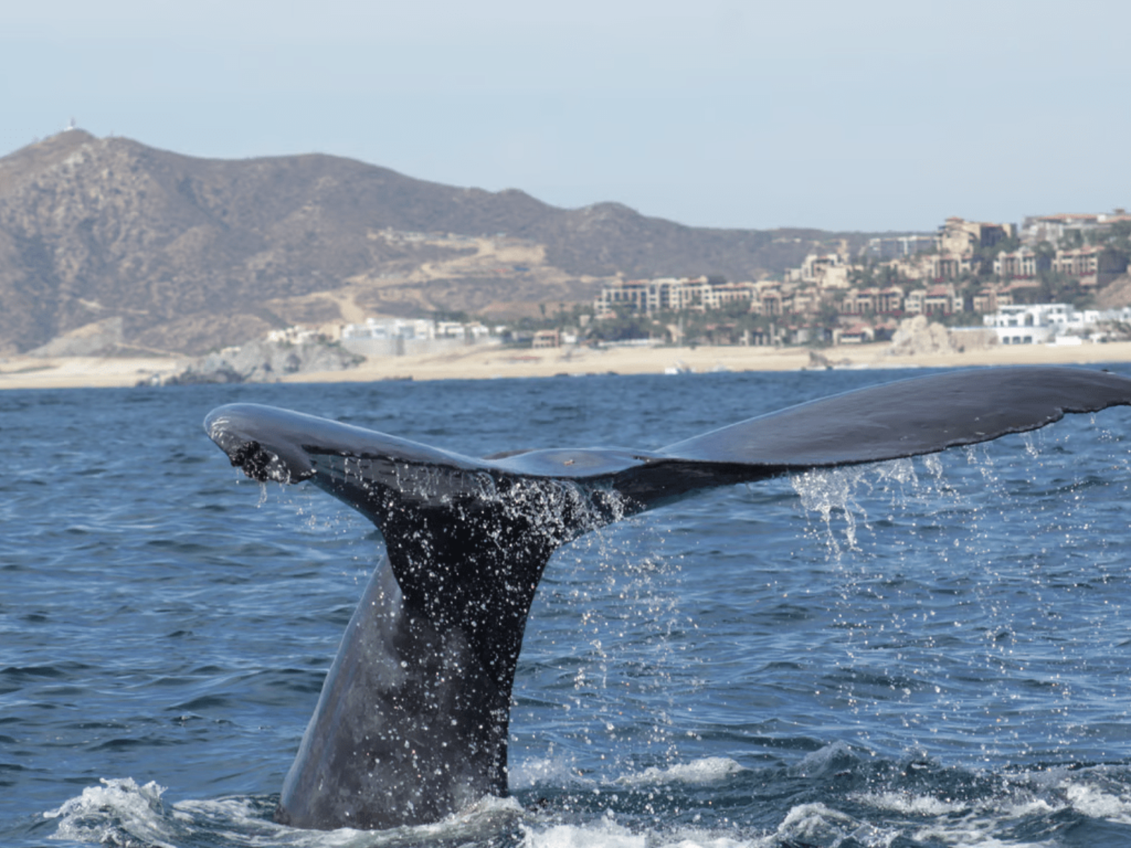 Whale Watching and Glass Bottom Boat Tour