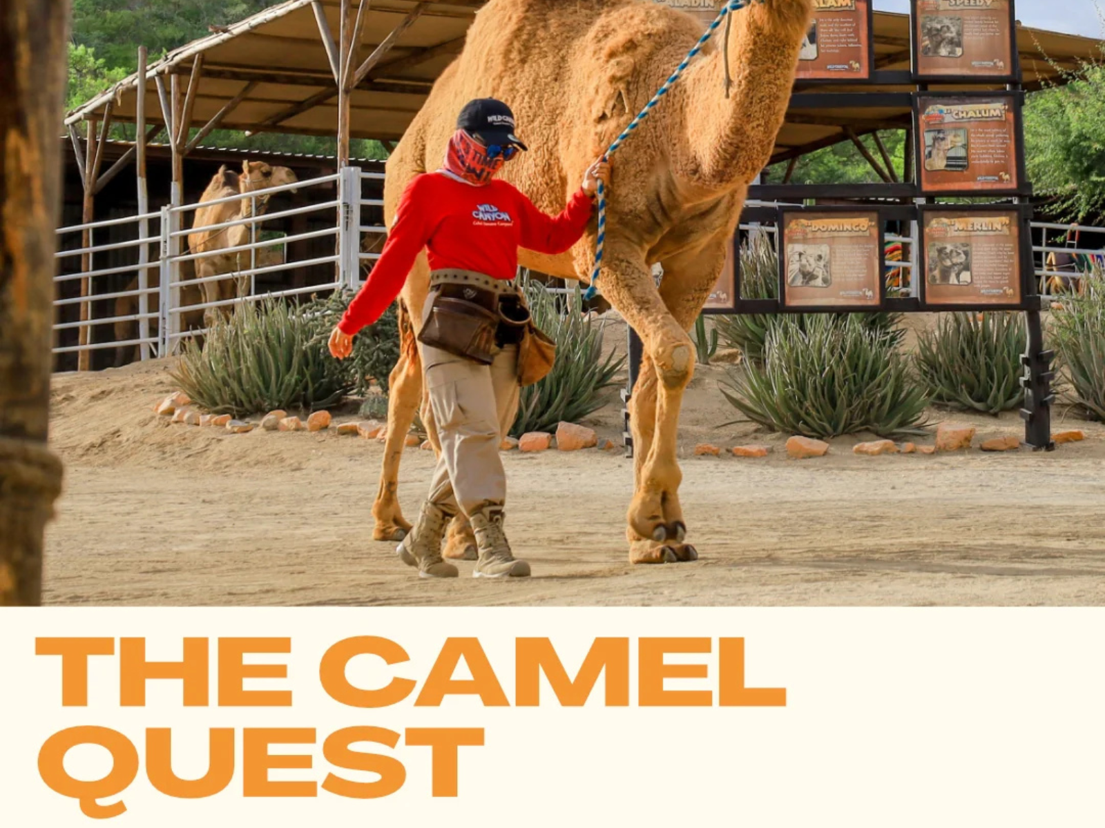 Camel Ride Safari