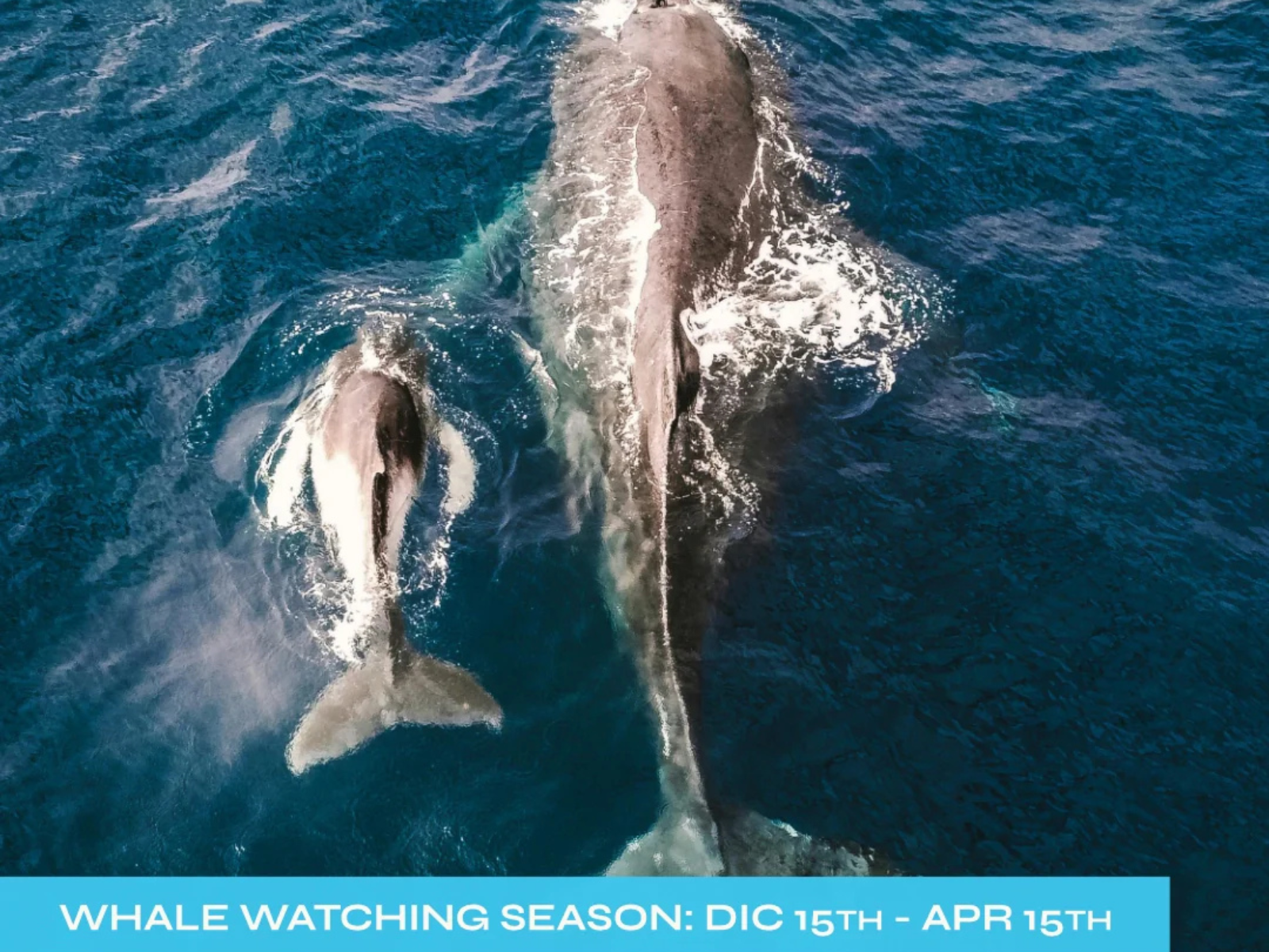 Shared Whale Watching Catamaran Tour – CSL