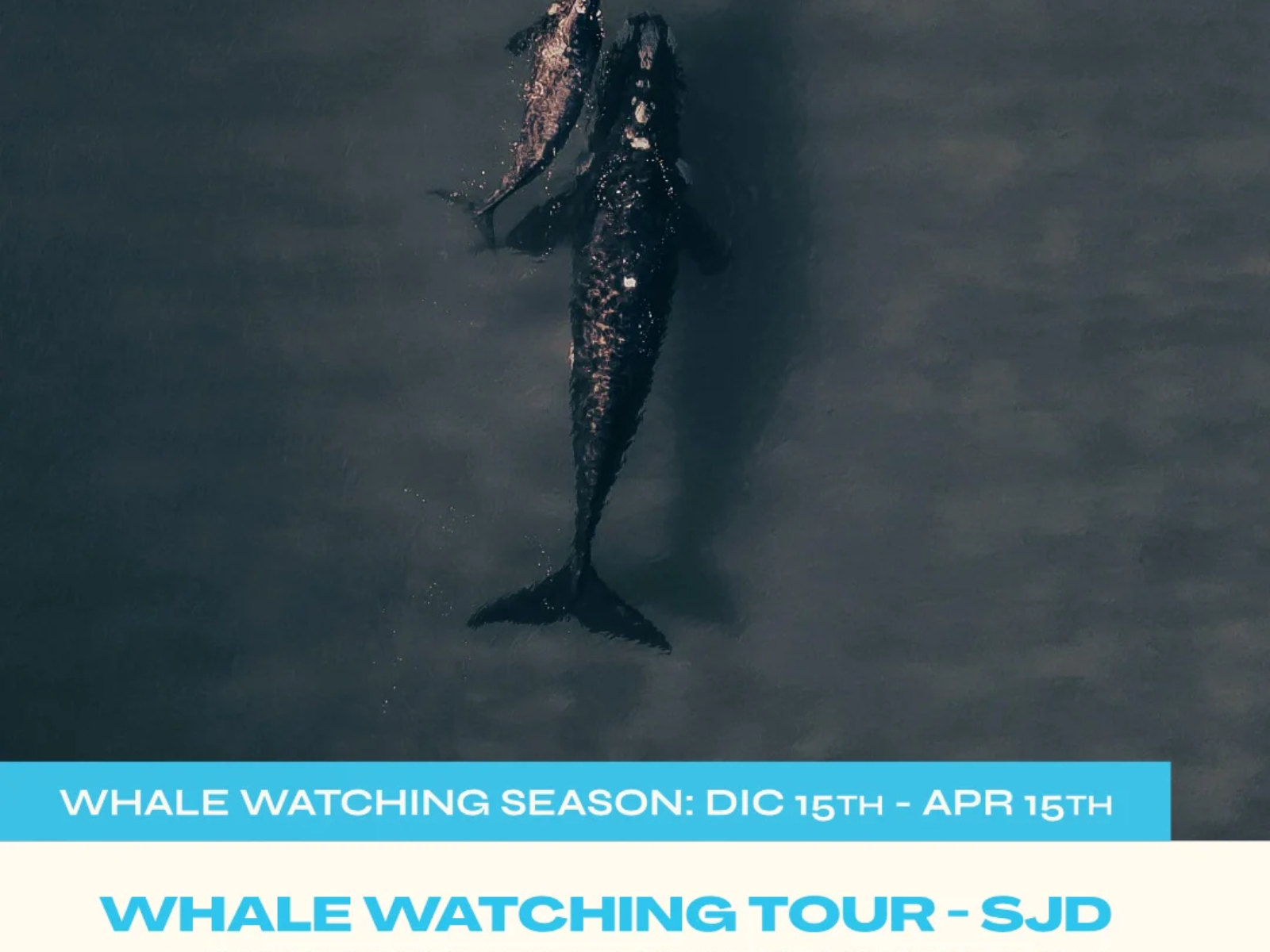 Shared Whale Watching Sailboat Tour – SJD